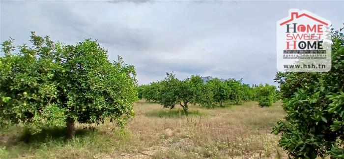 Mornag&nbsp;Mornag&nbsp;Terrain&nbsp;Terrain agricole&nbsp;Terrain agricole dalenda � mornag