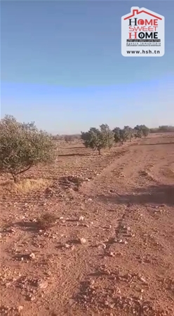 Kasserine Nord&nbsp;Kasserine&nbsp;Terrain&nbsp;Terrain agricole&nbsp;Terrain agricole kasserine