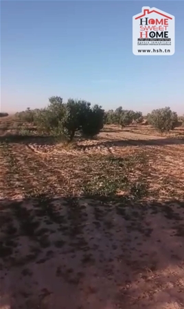 Kasserine Nord&nbsp;Kasserine&nbsp;Terrain&nbsp;Terrain agricole&nbsp;Terrain agricole kasserine