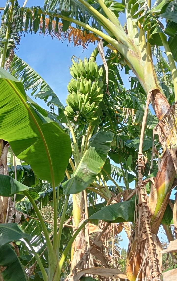 Beni Khalled&nbsp;Beni Khalled&nbsp;Terrain&nbsp;Terrain agricole&nbsp;Ferme b �quip�e