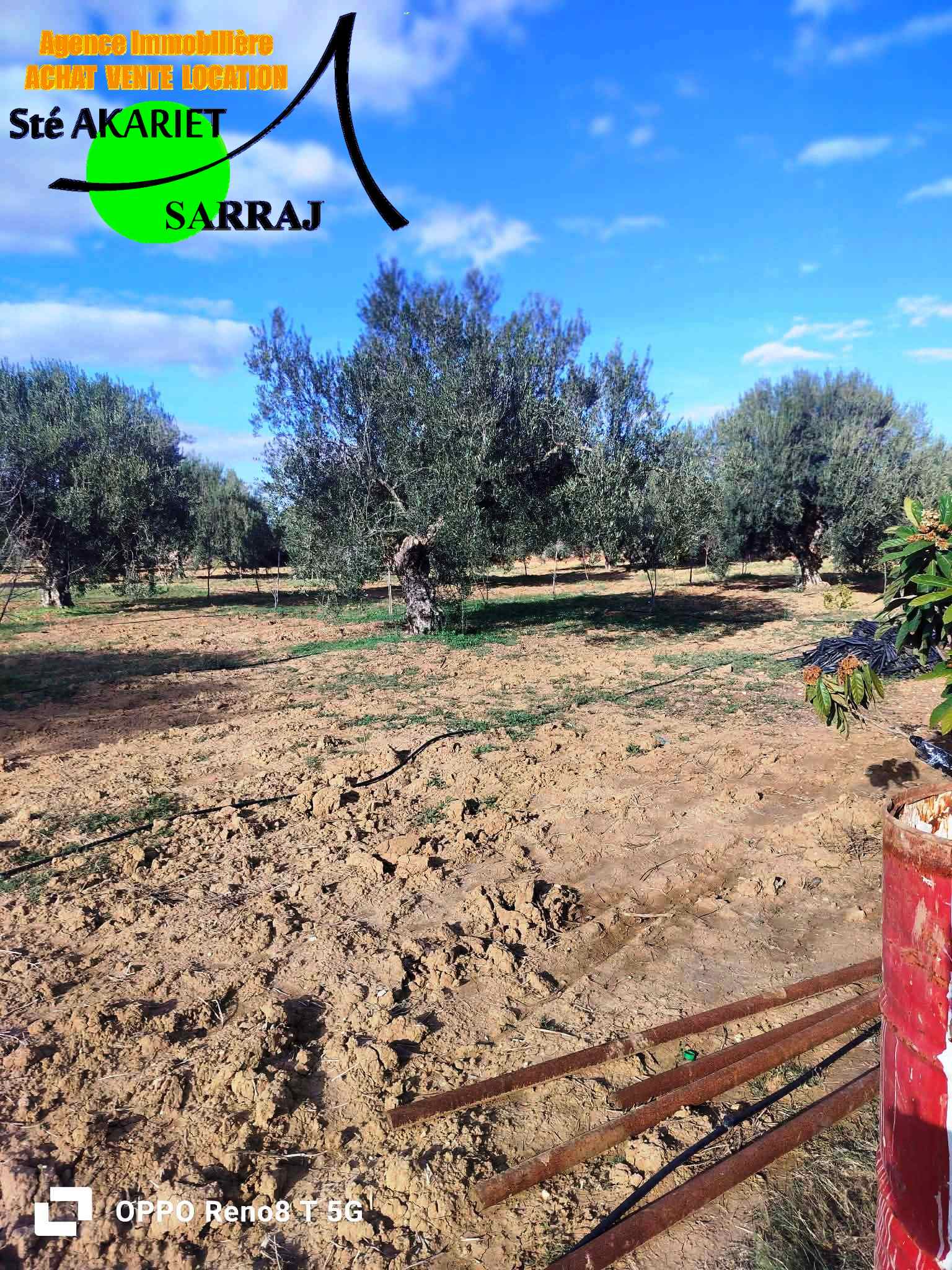 Kalaa El Kebira&nbsp;Belaoum&nbsp;Terrain&nbsp;Terrain agricole&nbsp;Senia 2 hectares et 3720m � kalaa kebira baloum