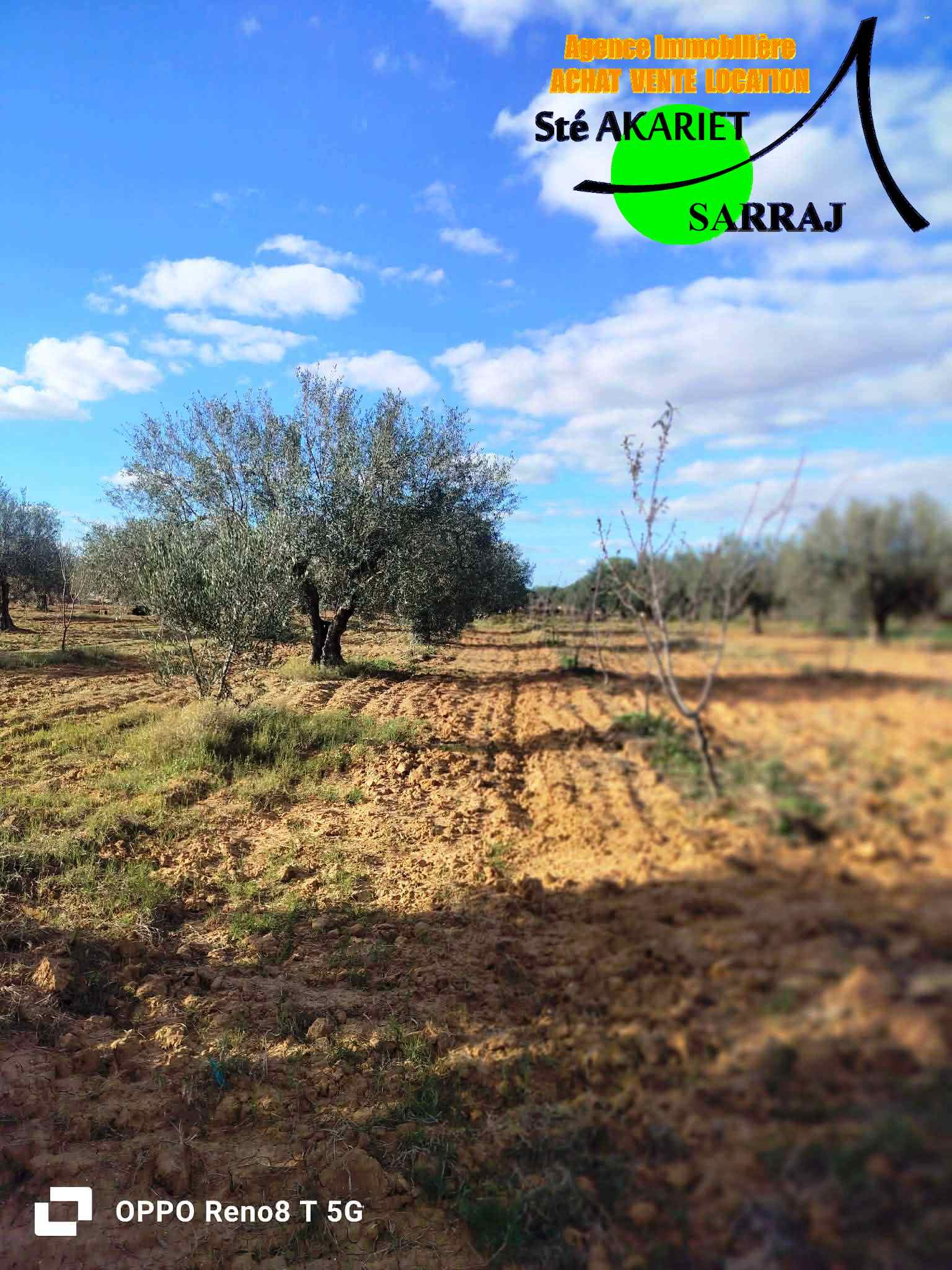 Kalaa El Kebira&nbsp;Belaoum&nbsp;Terrain&nbsp;Terrain agricole&nbsp;Senia 2 hectares et 3720m � kalaa kebira baloum