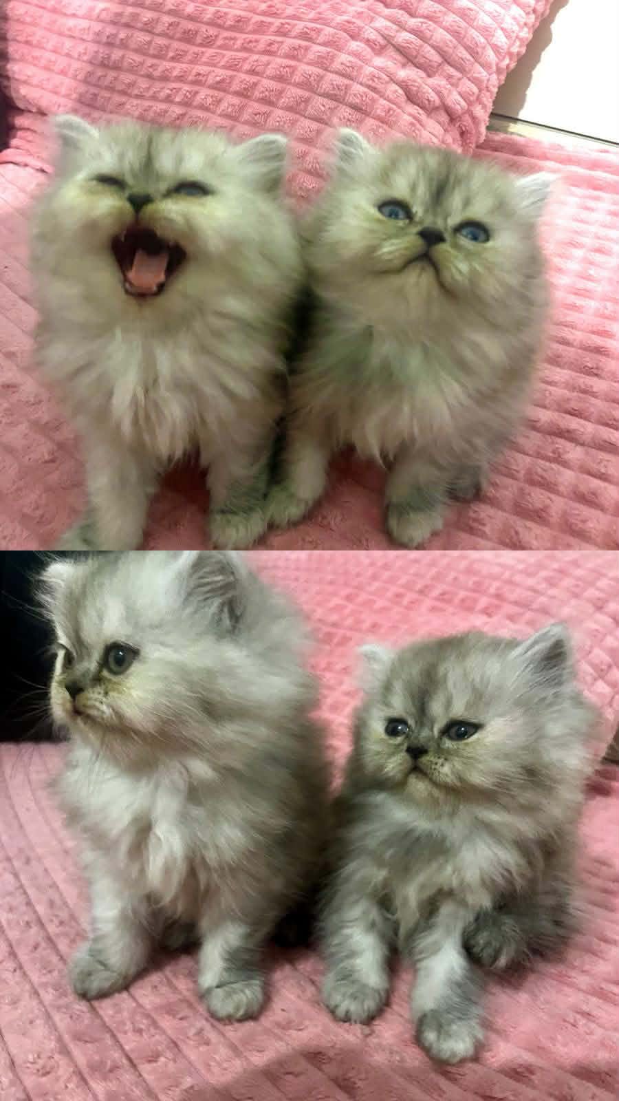 Ariana Ville&nbsp;Ariana&nbsp;Chats&nbsp;Autre&nbsp;Persan chinchilla