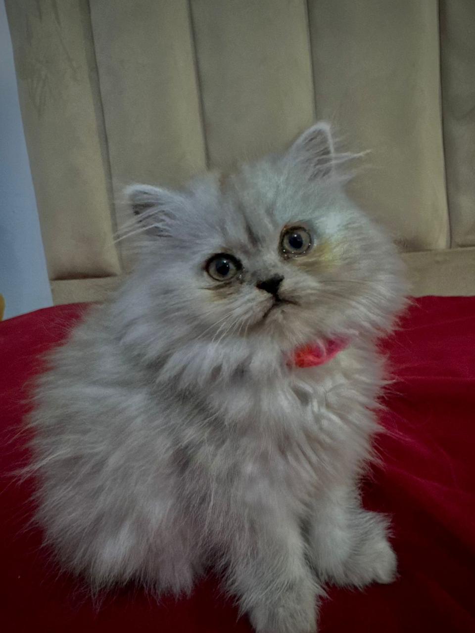 Ariana Ville&nbsp;Ariana&nbsp;Chats&nbsp;Autre&nbsp;Persan chinchilla