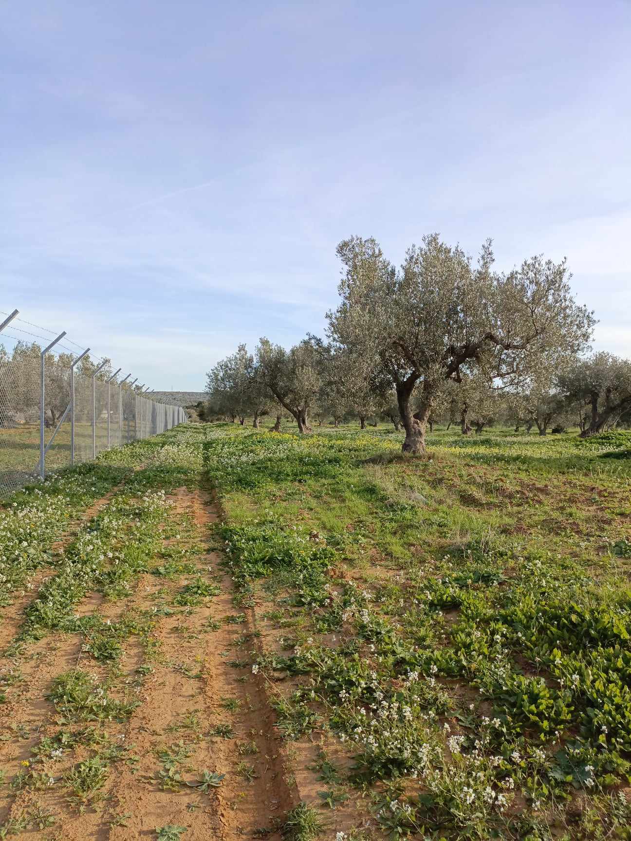 Hammamet&nbsp;Hammamet&nbsp;Terrain&nbsp;Terrain agricole&nbsp;Av terrain de 4500m � hammamet