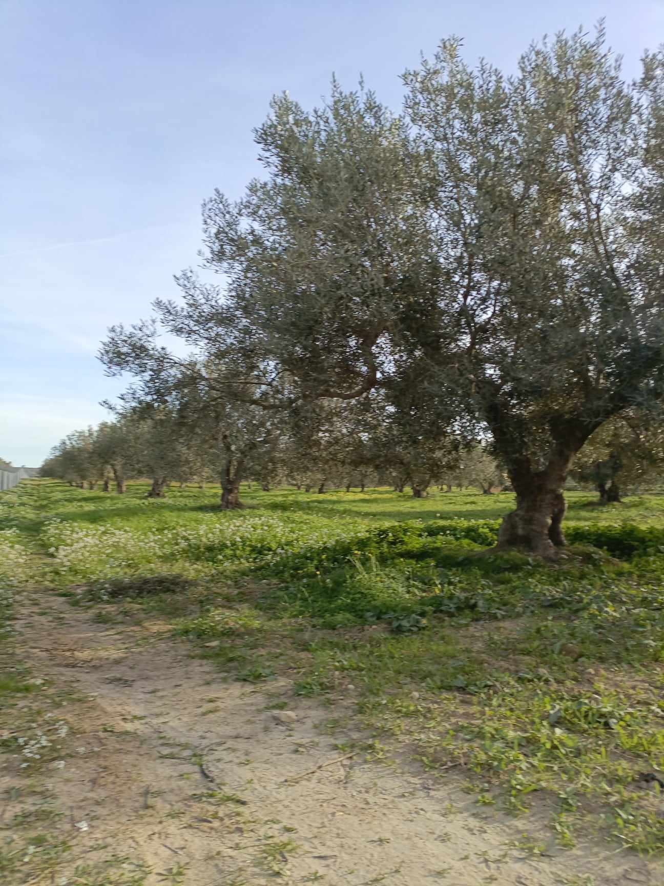 Hammamet&nbsp;Hammamet&nbsp;Terrain&nbsp;Terrain agricole&nbsp;Av terrain de 4500m � hammamet