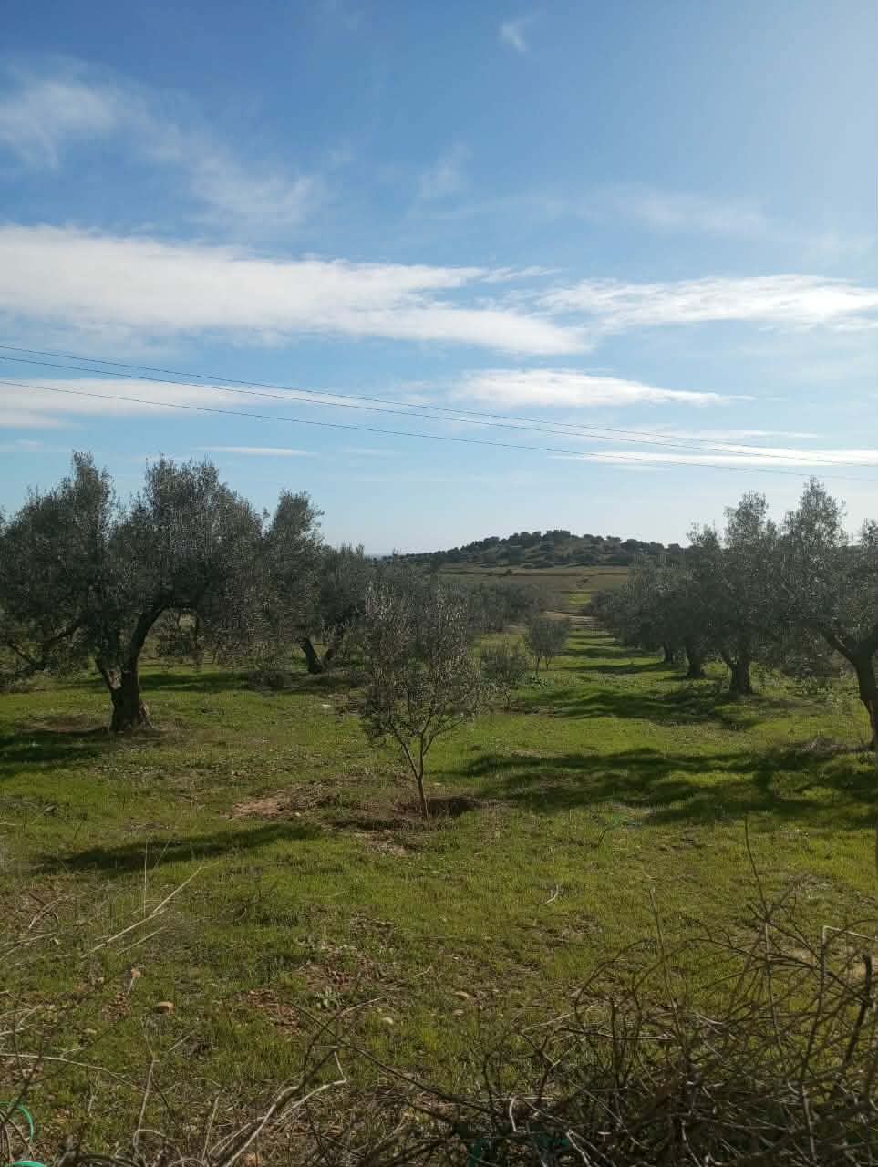 Hammam Zriba&nbsp;Bou Achir&nbsp;Terrain&nbsp;Terrain agricole&nbsp;Av terrain 9000m avec 120 olivier � zriba