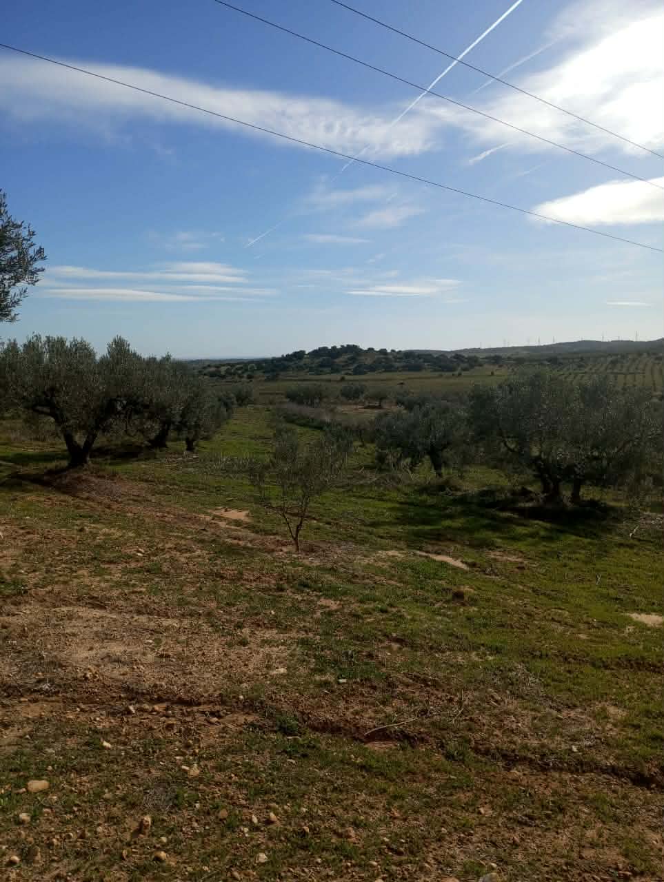 Hammam Zriba&nbsp;Bou Achir&nbsp;Terrain&nbsp;Terrain agricole&nbsp;Av terrain 9000m avec 120 olivier � zriba