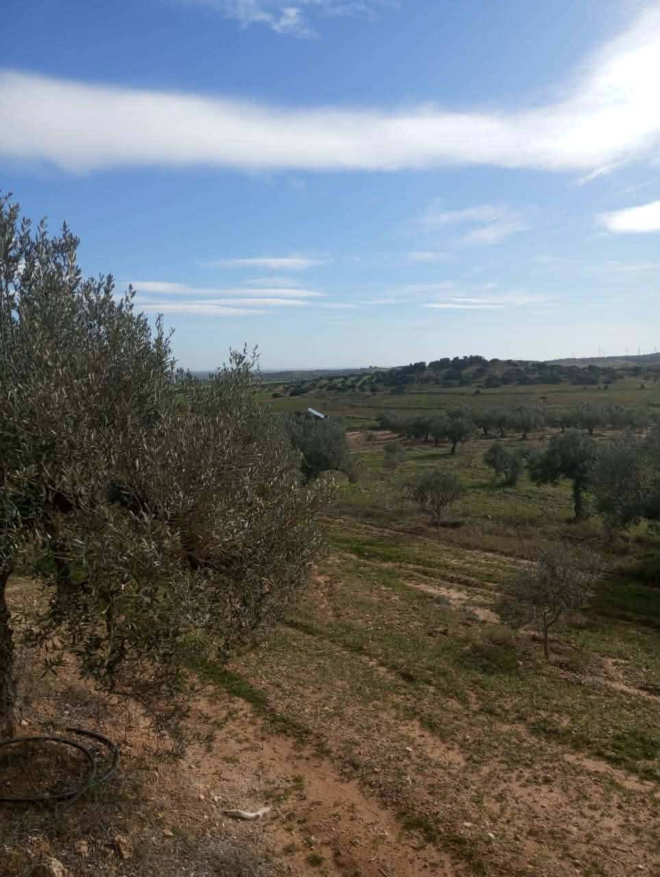 Hammam Zriba&nbsp;Bou Achir&nbsp;Terrain&nbsp;Terrain agricole&nbsp;Av terrain 9000m avec 120 olivier � zriba