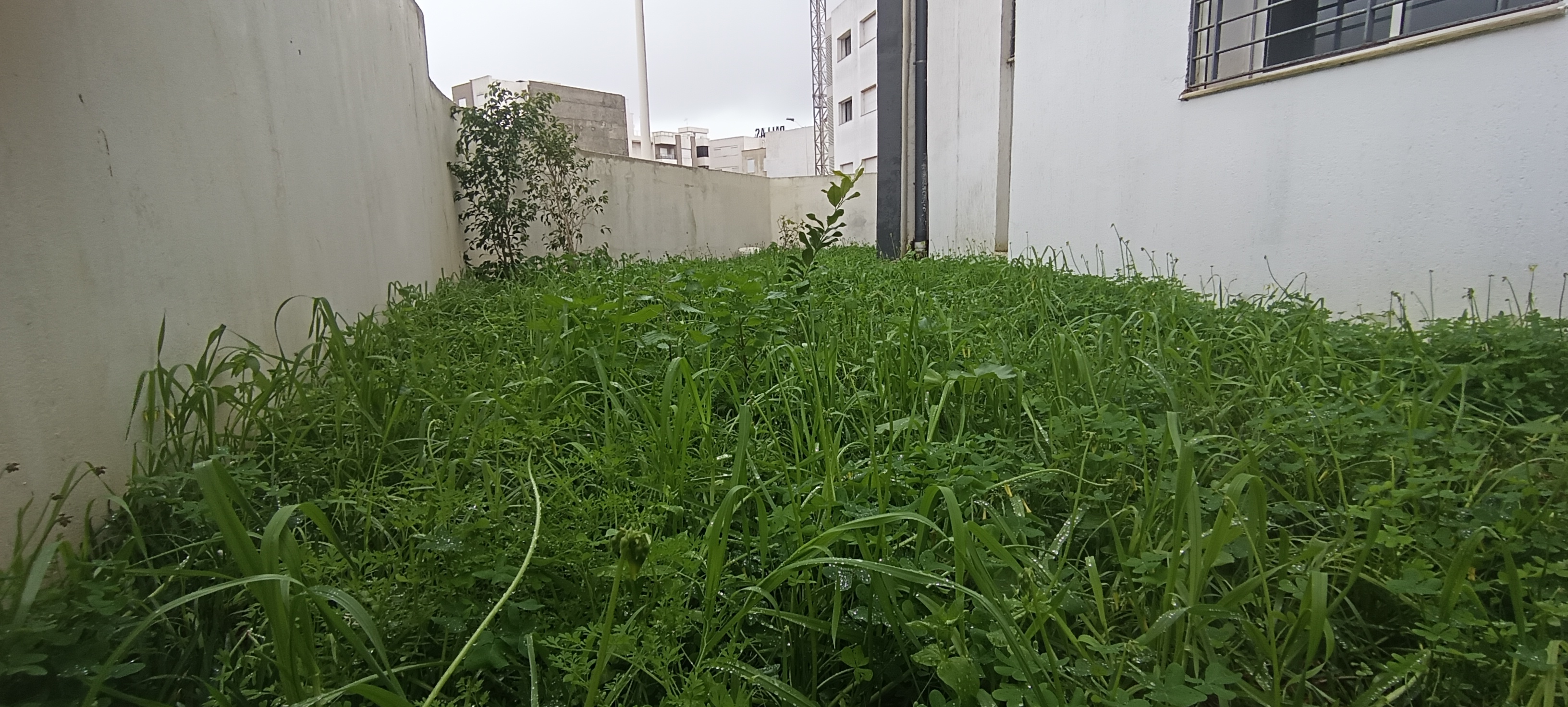 Ariana Ville&nbsp;Cite Ennasr 2&nbsp;Location&nbsp;Appart. 3 pi�ces&nbsp;Appartement s2 avec jardin au rez de chauss�e