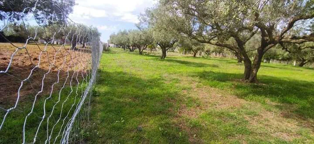 Ras Jebel&nbsp;El Garia Ras Jebal&nbsp;Terrain&nbsp;Terrain agricole&nbsp;Terrain � el garia avec 12 arbre d'olive