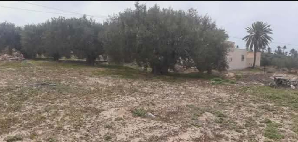 Djerba - Midoun&nbsp;Midoun&nbsp;Terrain&nbsp;Terrain nu&nbsp;Terrain avec permis de construction