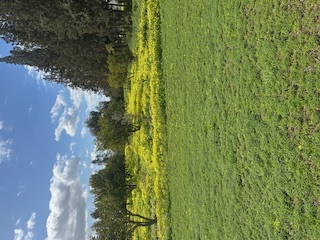 Mornag&nbsp;Ouzra&nbsp;Terrain&nbsp;Terrain agricole&nbsp;Senia de 28 000 m2