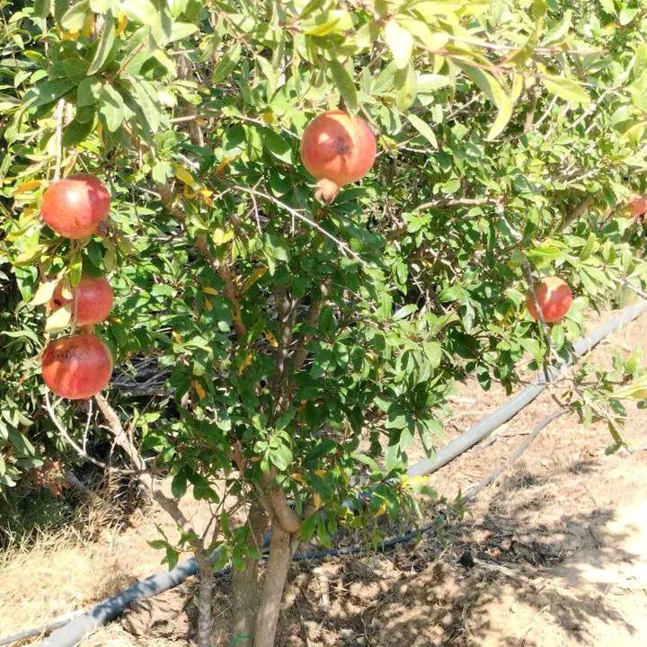 Hammam El Ghezaz&nbsp;Tamazrat&nbsp;Terrain&nbsp;Terrain agricole&nbsp;Terrain agricole contenant des arbres