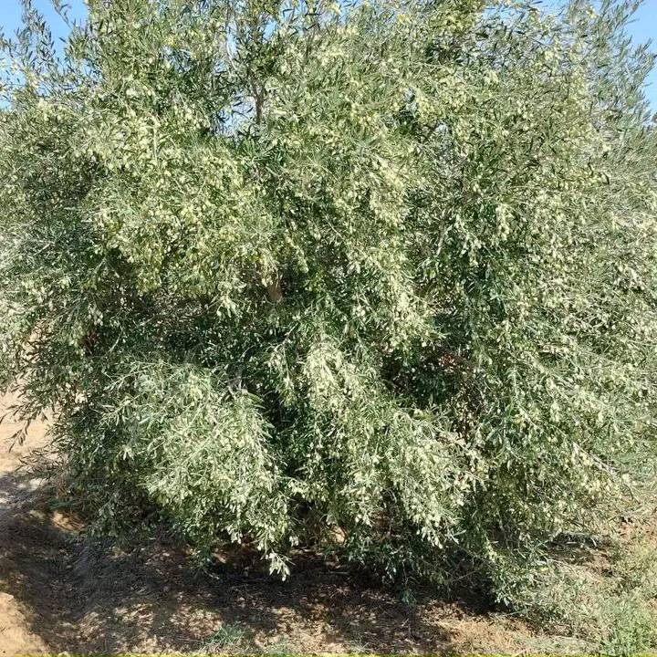 Hammam El Ghezaz&nbsp;Tamazrat&nbsp;Terrain&nbsp;Terrain agricole&nbsp;Terrain agricole contenant des arbres