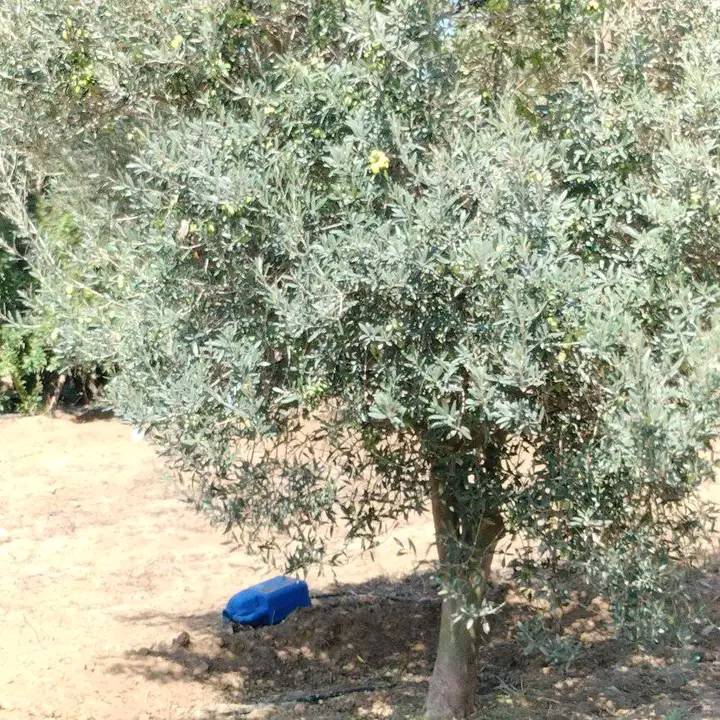 Hammam El Ghezaz&nbsp;Tamazrat&nbsp;Terrain&nbsp;Terrain agricole&nbsp;Terrain agricole contenant des arbres