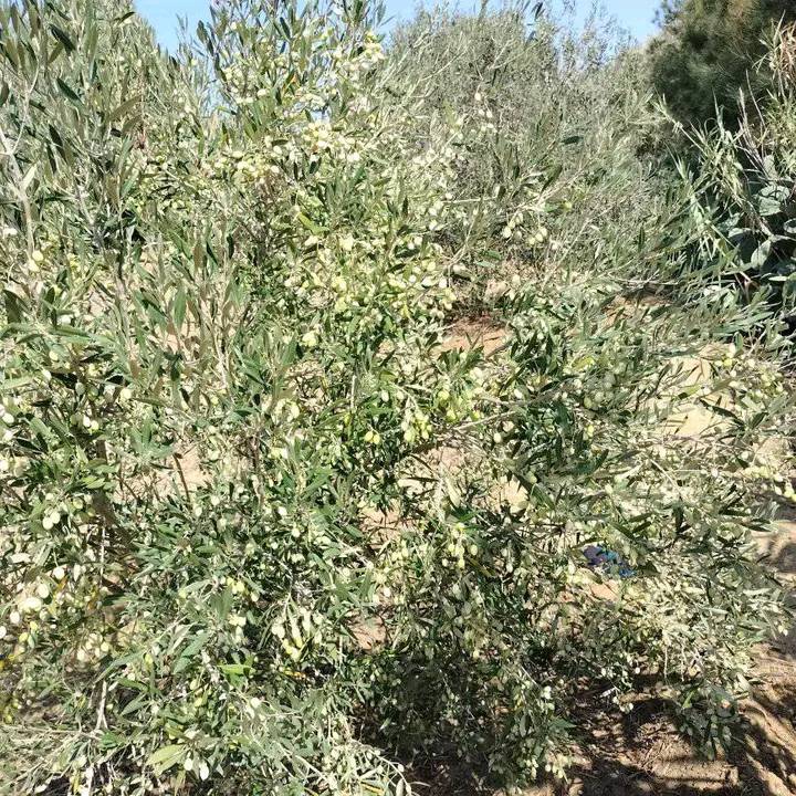 Hammam El Ghezaz&nbsp;Tamazrat&nbsp;Terrain&nbsp;Terrain agricole&nbsp;Terrain agricole contenant des arbres