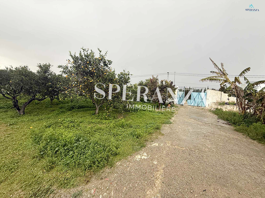 Hammamet&nbsp;Hammamet&nbsp;Terrain&nbsp;Terrain agricole&nbsp;Terrain viviana