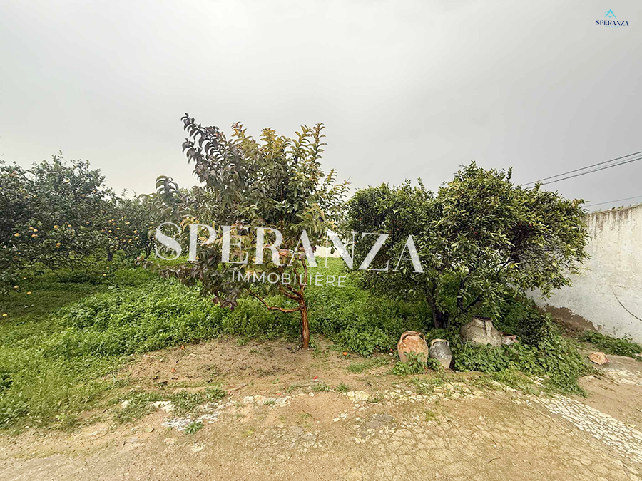 Hammamet&nbsp;Hammamet&nbsp;Terrain&nbsp;Terrain agricole&nbsp;Terrain viviana