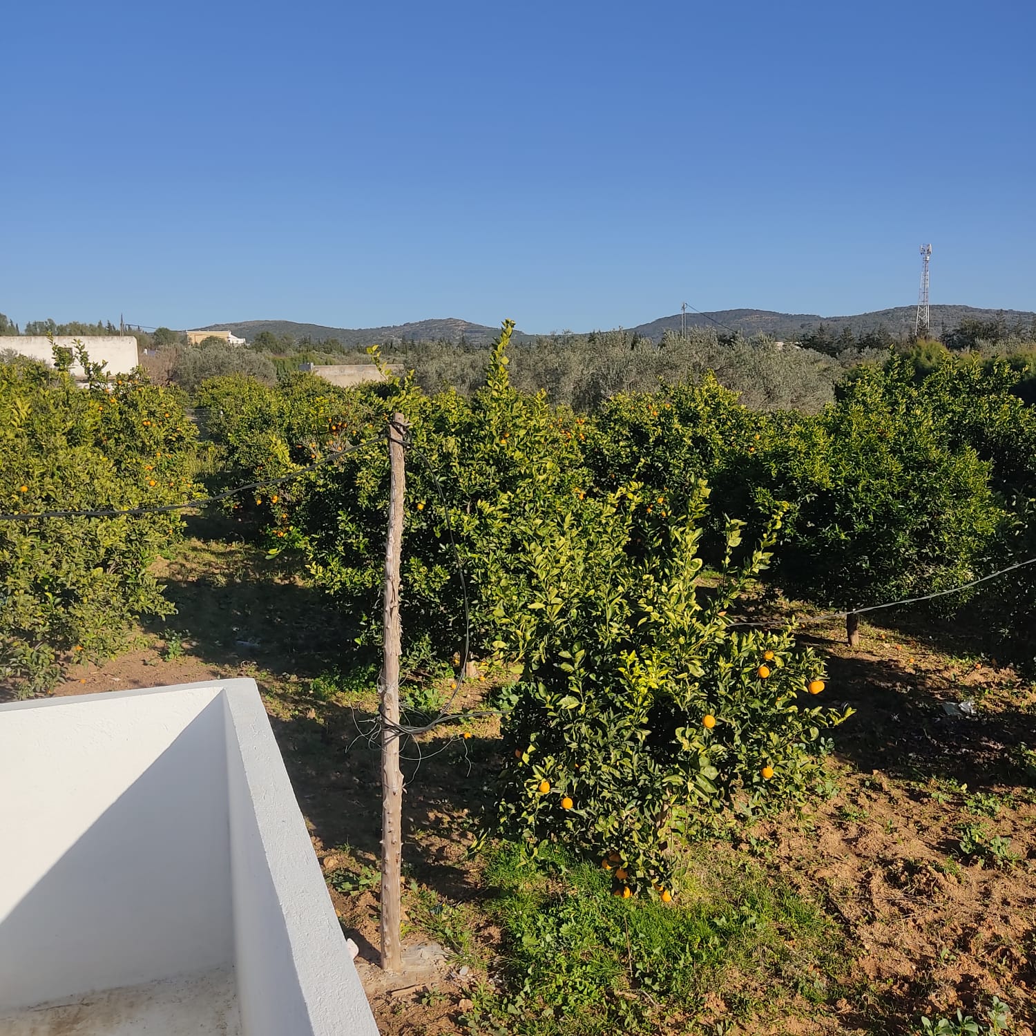 Menzel Bouzelfa&nbsp;Menzel Bouzelfa&nbsp;Terrain&nbsp;Terrain agricole&nbsp;Domaine d'exeption � menzel bouzelfa