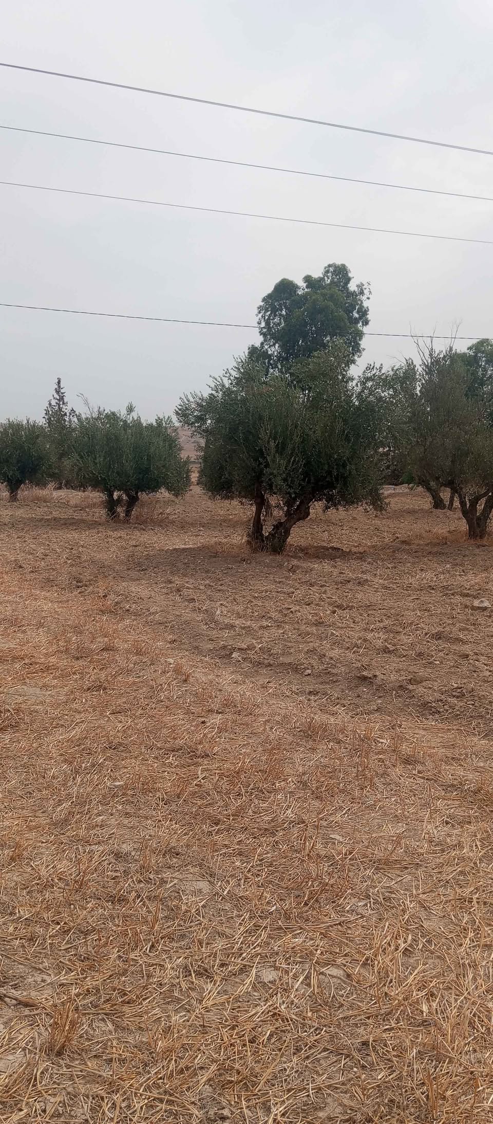 Bir Mcherga&nbsp;Boucha&nbsp;Terrain&nbsp;Terrain agricole&nbsp;873 zitounas