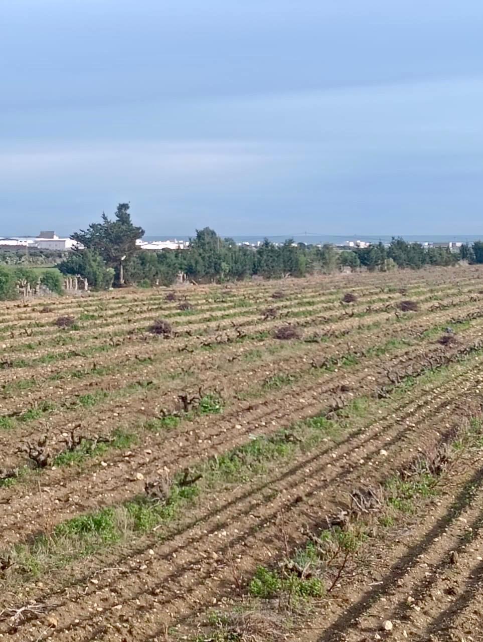 Kelibia&nbsp;Kelibia&nbsp;Terrain&nbsp;Terrain agricole&nbsp;Terrain  � lentr�e de k�libia