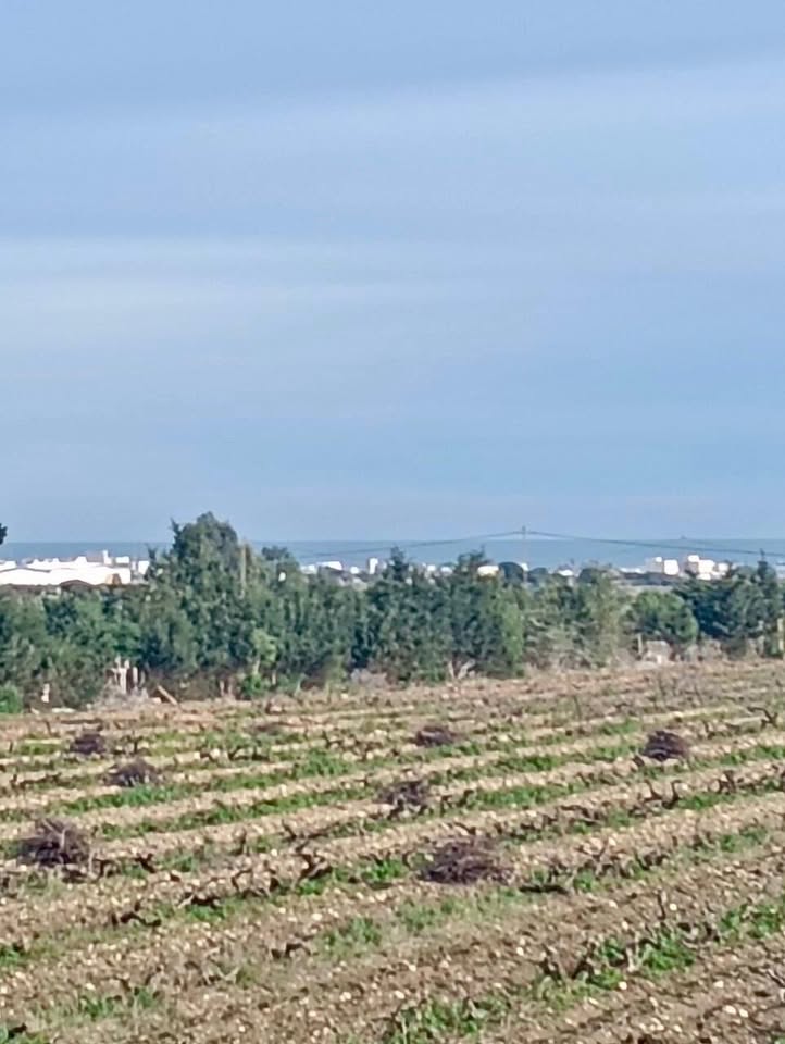 Kelibia&nbsp;Kelibia&nbsp;Terrain&nbsp;Terrain agricole&nbsp;Terrain au rondpoint de la flouka