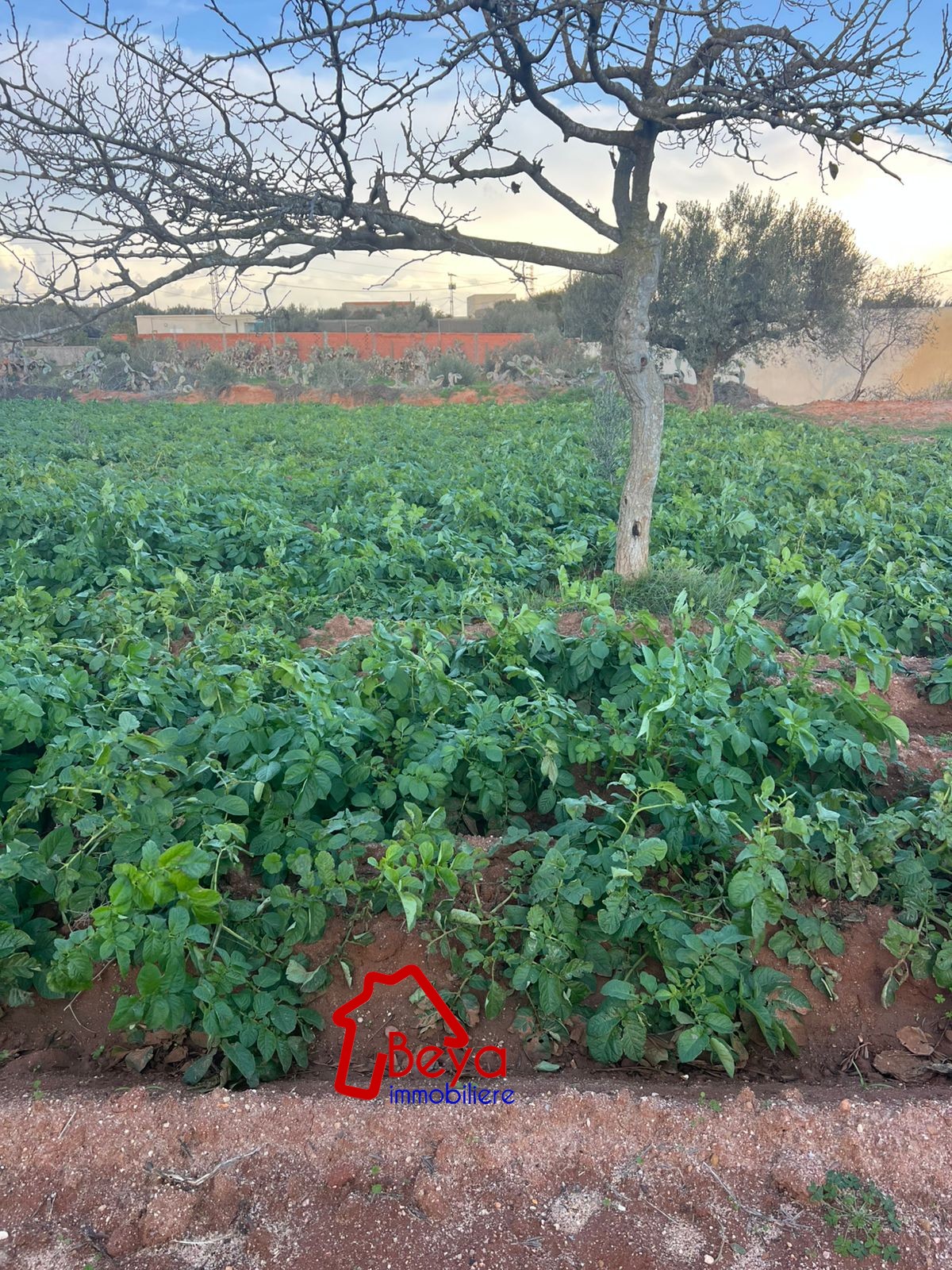 Beni Khiar&nbsp;Somaa&nbsp;Terrain&nbsp;Terrain agricole&nbsp;Terrain tiza vtm112