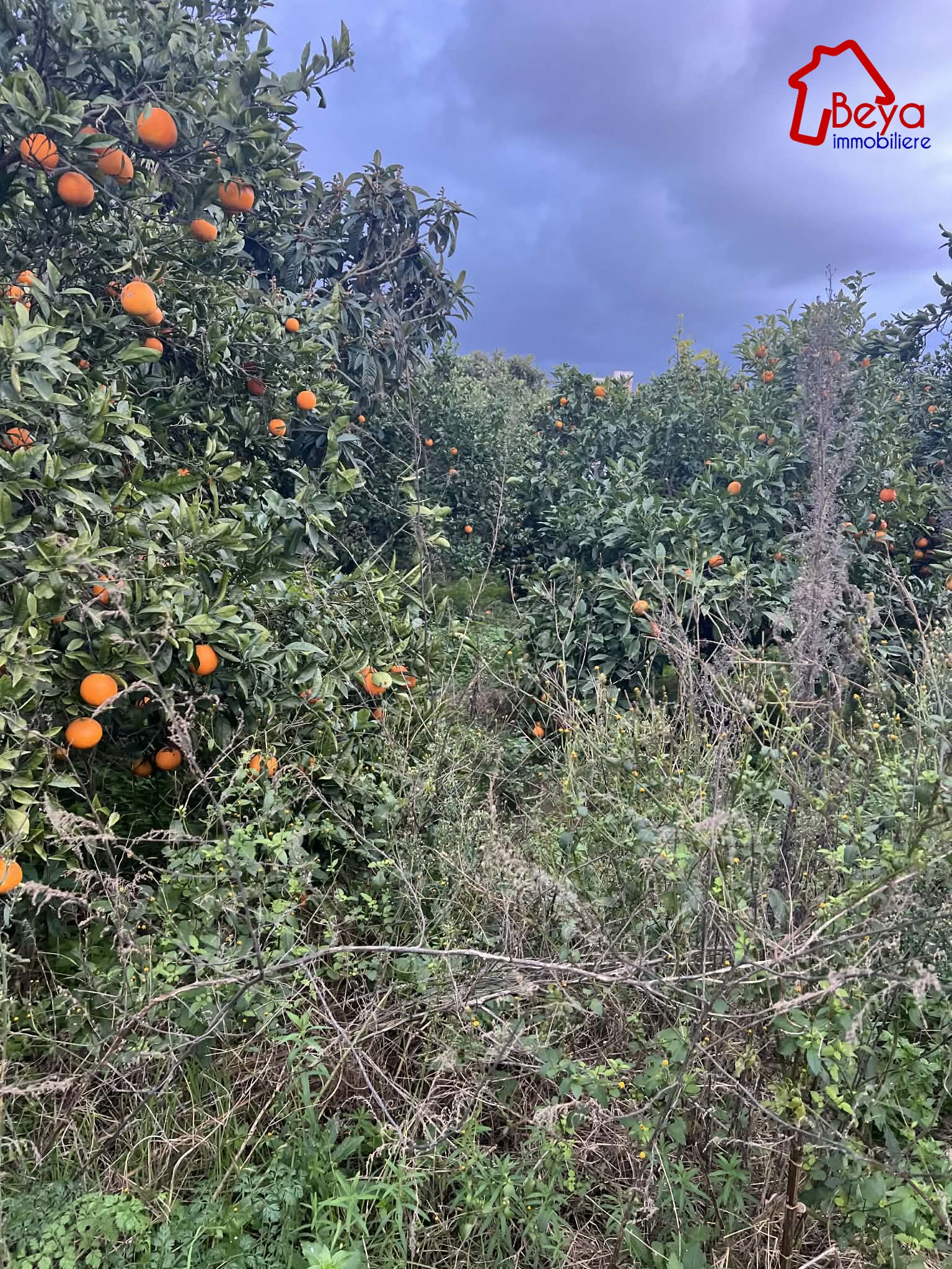 Beni Khiar&nbsp;Somaa&nbsp;Terrain&nbsp;Terrain agricole&nbsp;Terrain maroc vtm111