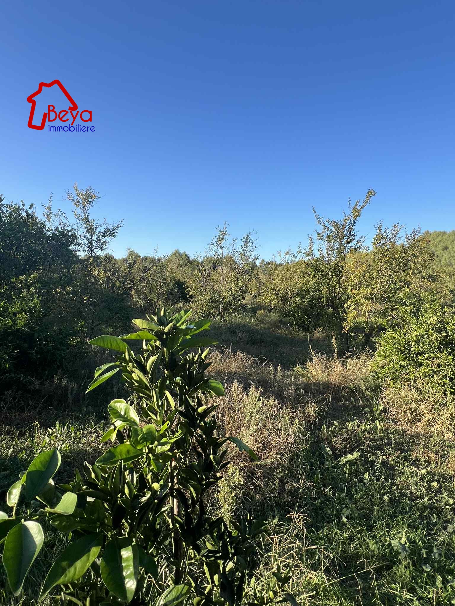 Menzel Bouzelfa&nbsp;Menzel Bouzelfa&nbsp;Terrain&nbsp;Terrain agricole&nbsp;Terrain douga vtm096