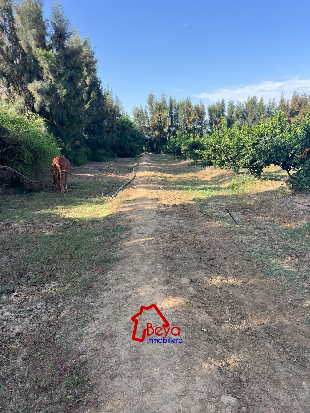 Soliman&nbsp;Bou Charray&nbsp;Terrain&nbsp;Terrain agricole&nbsp;4 hectares avec cl�ture