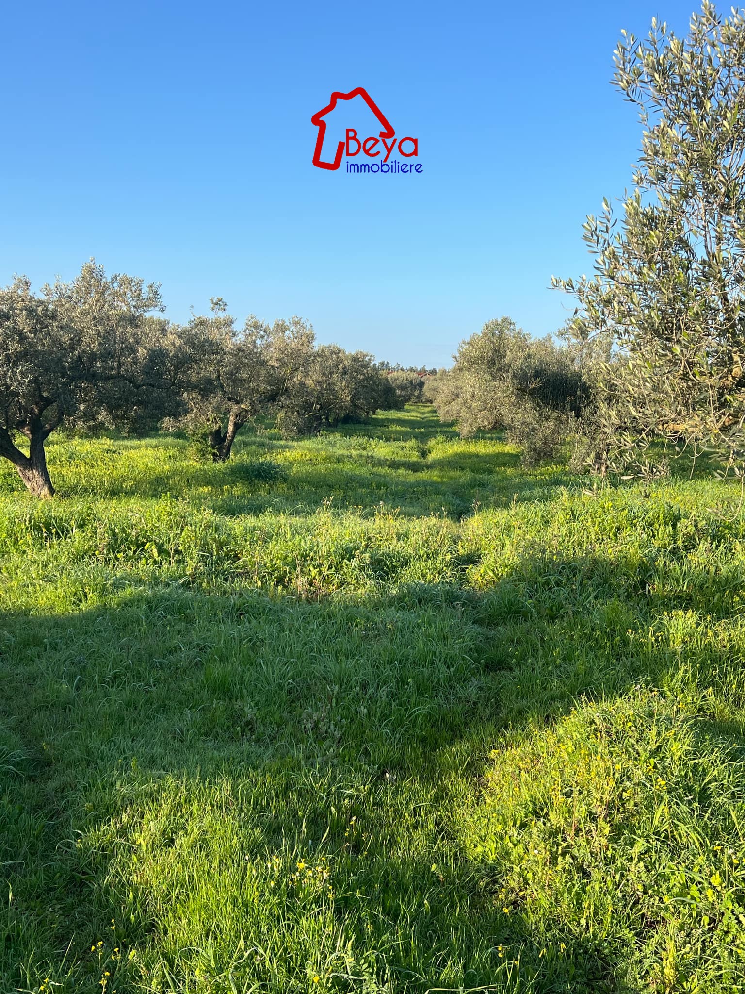 Beni Khalled&nbsp;Beni Khalled&nbsp;Terrain&nbsp;Terrain agricole&nbsp;Terrain kobra vtm010