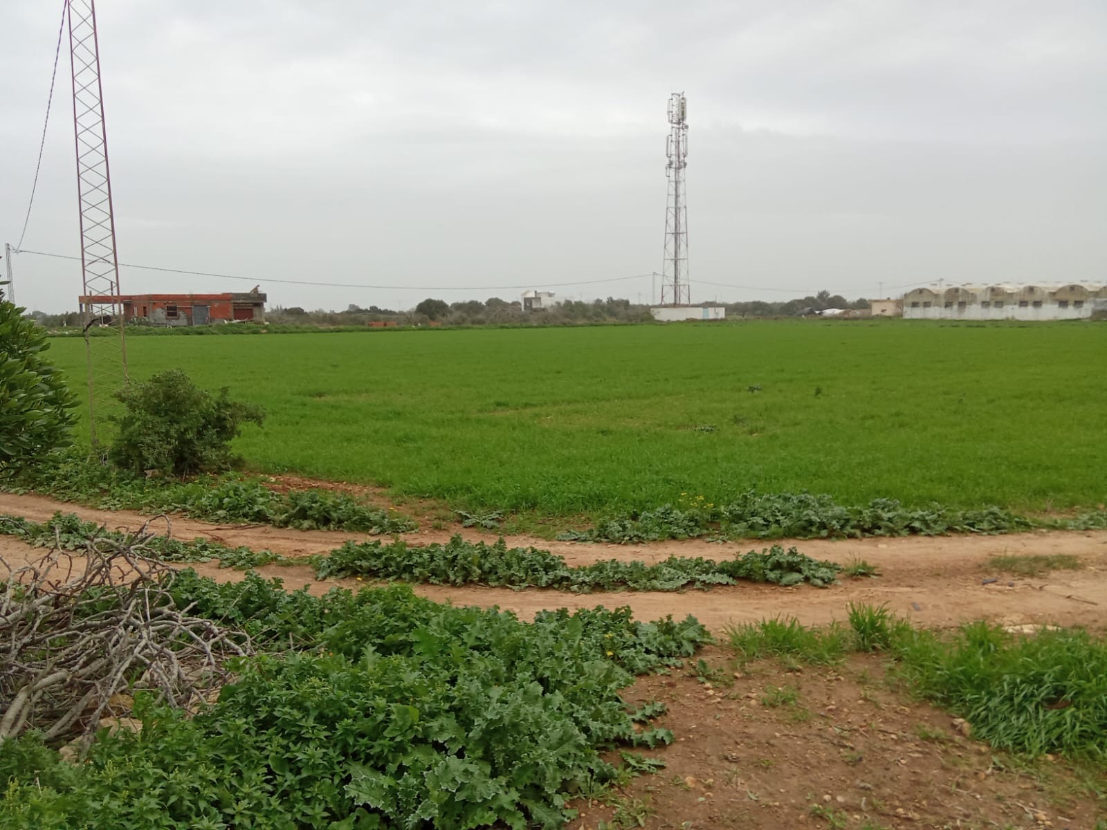 Kelibia&nbsp;Kelibia&nbsp;Terrain&nbsp;Terrain agricole&nbsp;Terrain agricole a 3 km de kelibia
