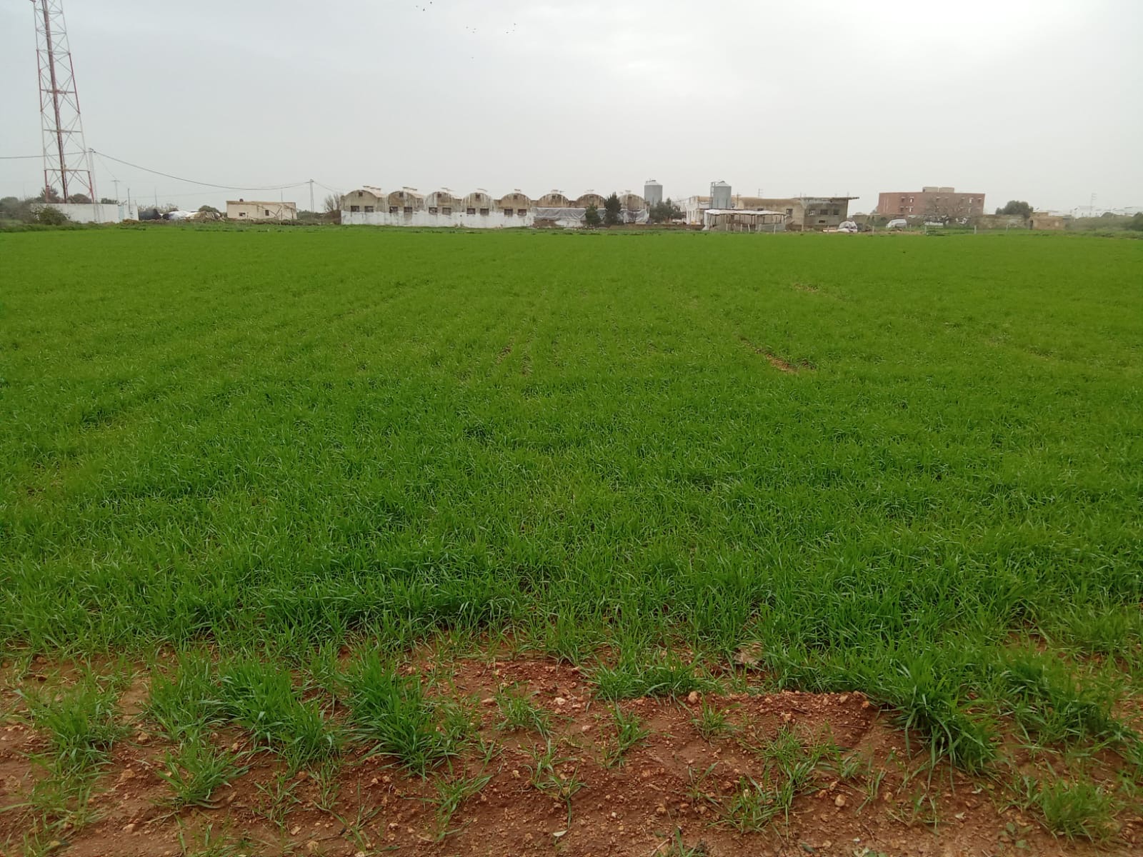 Kelibia&nbsp;Kelibia&nbsp;Terrain&nbsp;Terrain agricole&nbsp;Terrain agricole a 3 km de kelibia