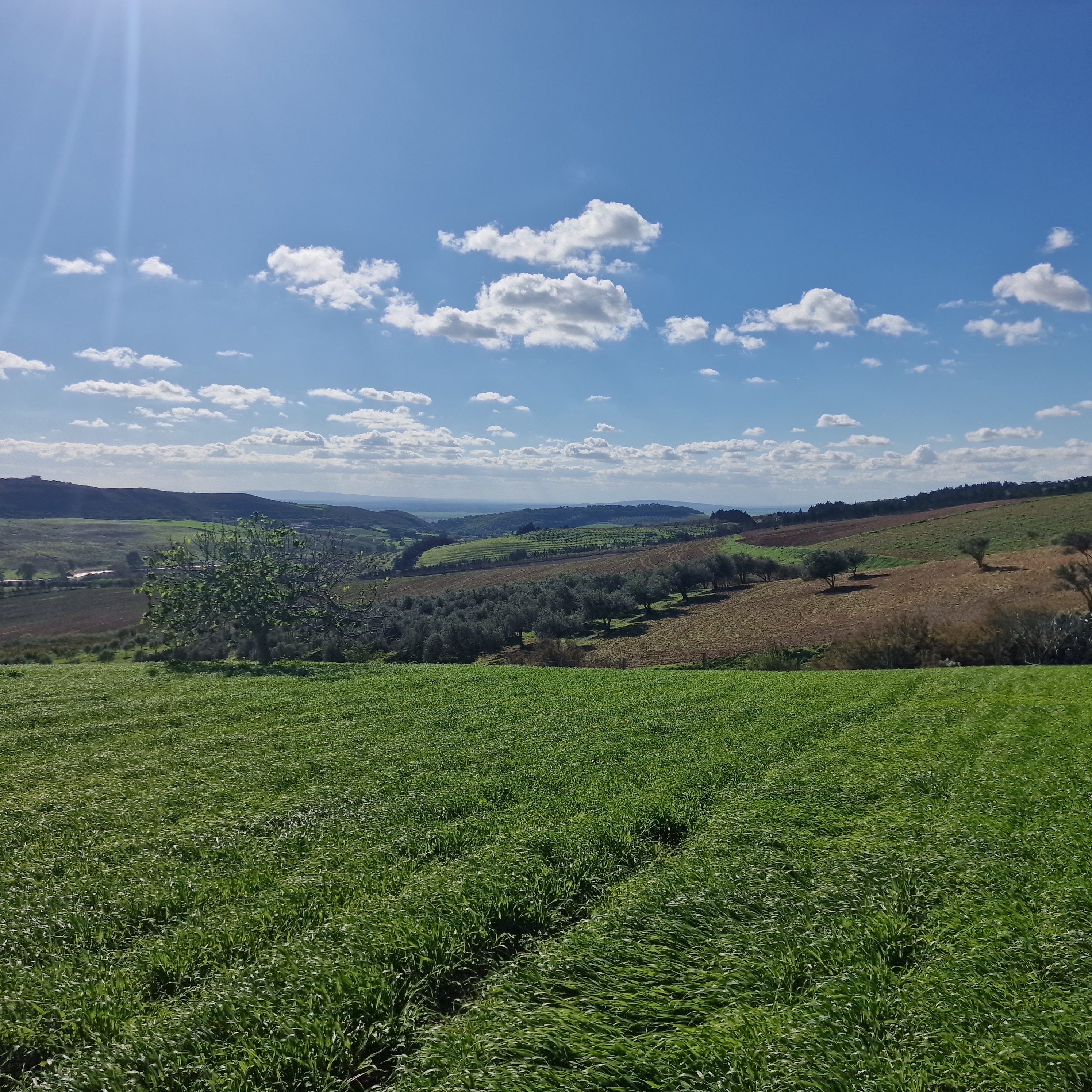 Ghar El Melh&nbsp;Aousja&nbsp;Terrain&nbsp;Terrain agricole&nbsp;1 hectares 500 m2 avec permis de construire
