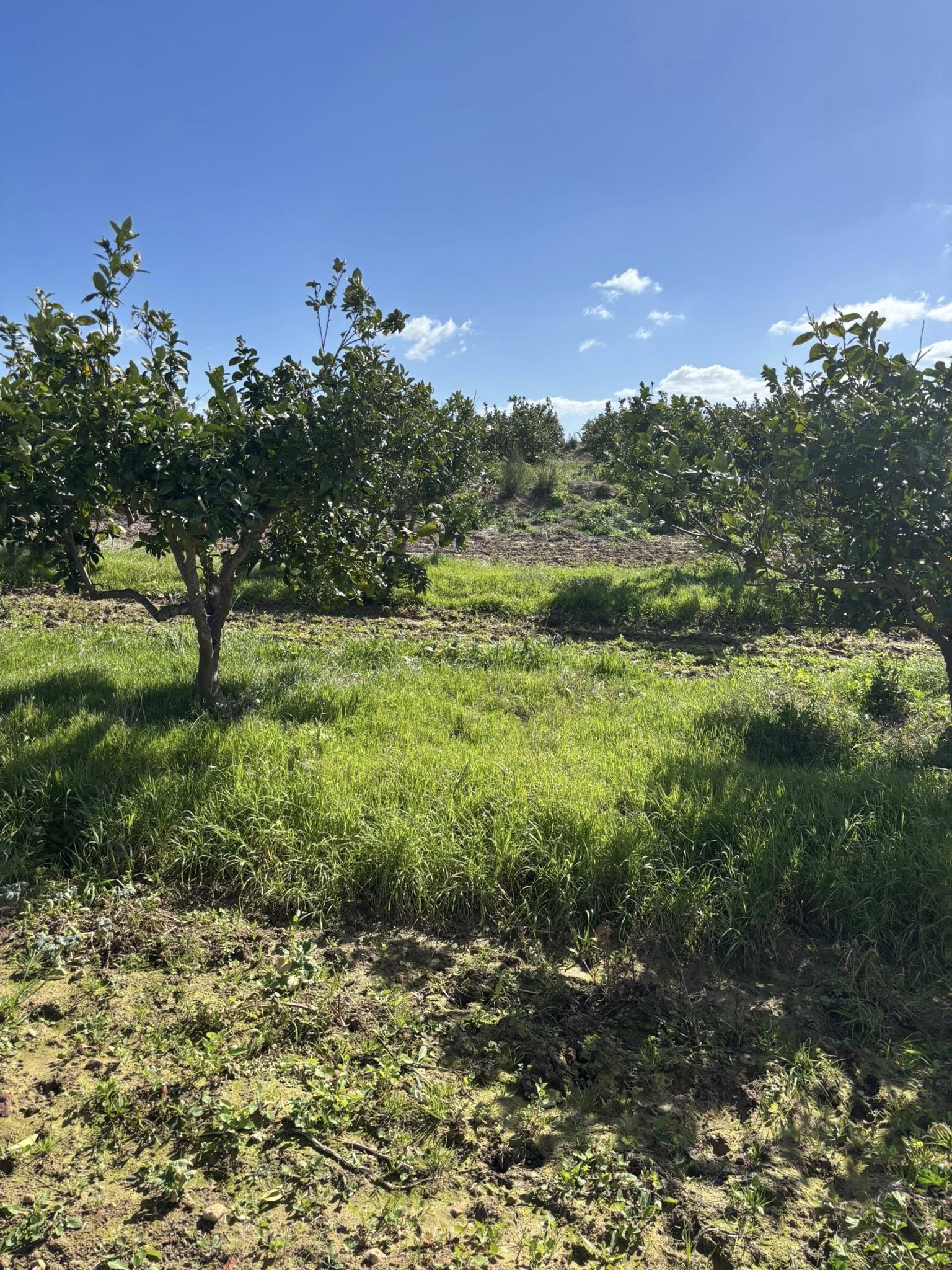 Zaghouan&nbsp;Zaghouan&nbsp;Terrain&nbsp;Terrain agricole&nbsp;Terrain a zaghouan