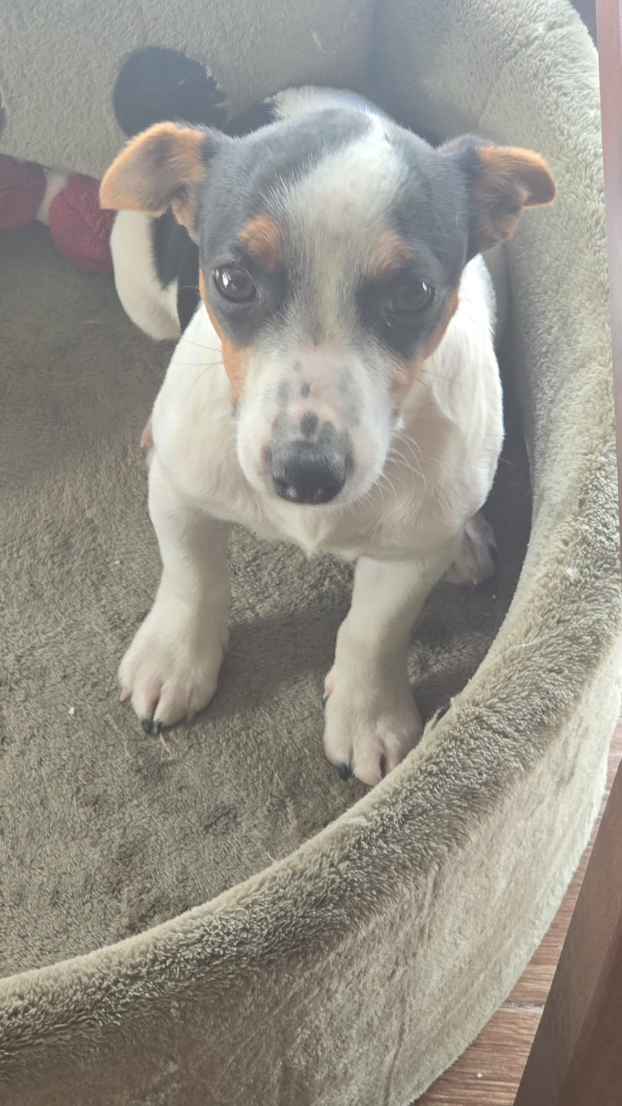 Ariana Ville&nbsp;Ariana&nbsp;Chiens&nbsp;Autre&nbsp;Un chien jack russel