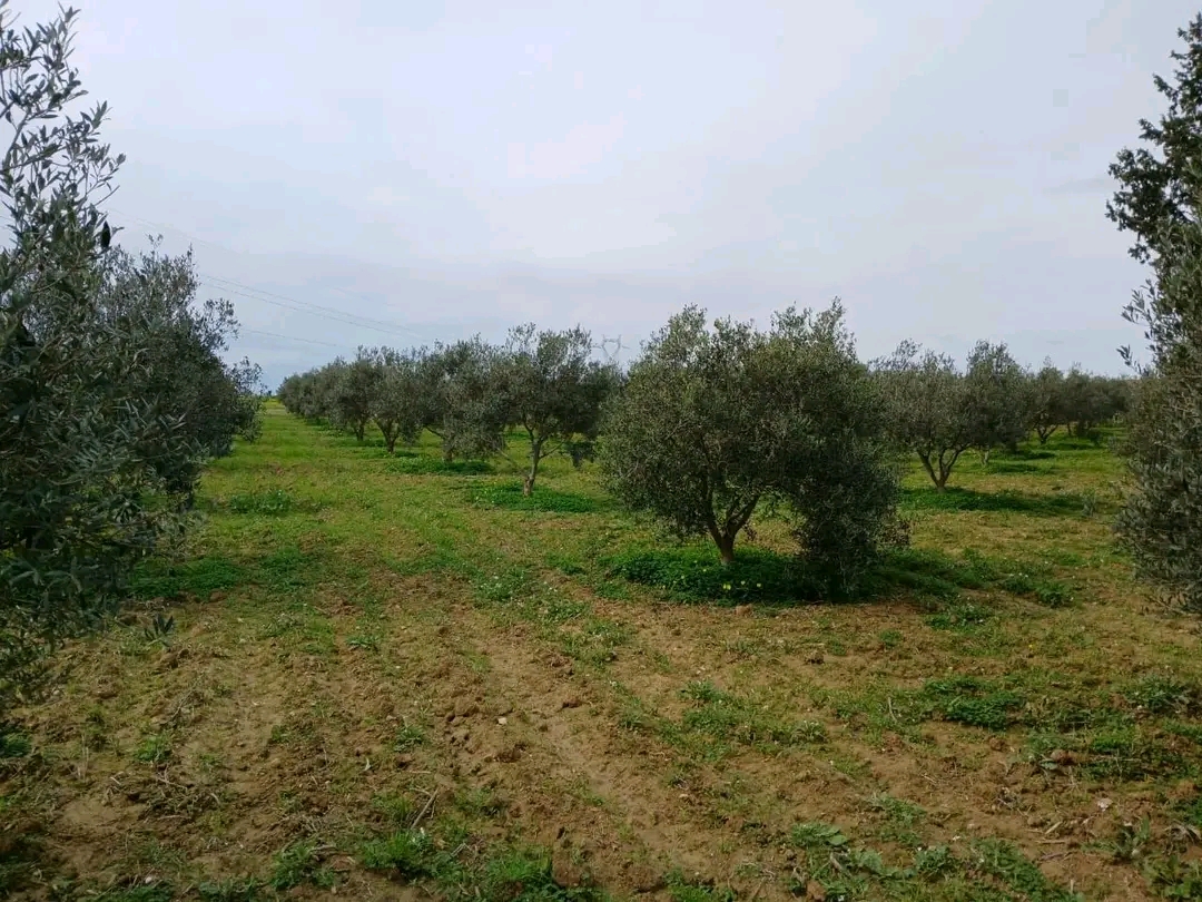Zaghouan&nbsp;Zaghouan&nbsp;Terrain&nbsp;Terrain agricole&nbsp;Ferme d oliviers � 5 km du centre de zaghouan