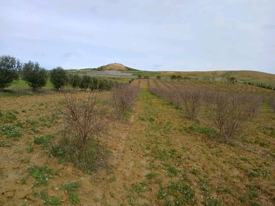 Zaghouan&nbsp;Zaghouan&nbsp;Terrain&nbsp;Terrain agricole&nbsp;Ferme d oliviers � 5 km du centre de zaghouan