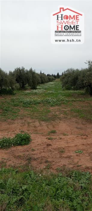 El Aroussa&nbsp;El Aroussa&nbsp;Terrain&nbsp;Terrain agricole&nbsp;Terrain agricole plantara � laaroussa siliana