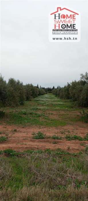 El Aroussa&nbsp;El Aroussa&nbsp;Terrain&nbsp;Terrain agricole&nbsp;Terrain agricole plantara � laaroussa siliana