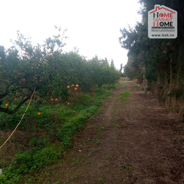 Menzel Bouzelfa&nbsp;Menzel Bouzelfa&nbsp;Terrain&nbsp;Terrain agricole&nbsp;Terrain agricole oragio � menzel bouzelfa