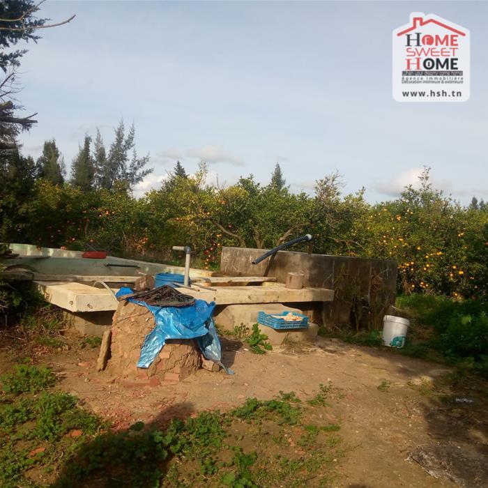 Menzel Bouzelfa&nbsp;Menzel Bouzelfa&nbsp;Terrain&nbsp;Terrain agricole&nbsp;Terrain agricole oragio � menzel bouzelfa