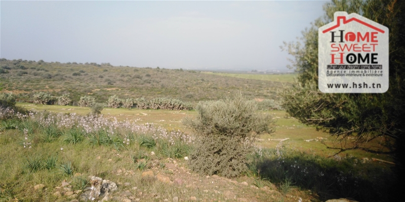 Mornag&nbsp;Mornag&nbsp;Terrain&nbsp;Terrain agricole&nbsp;Senia kyranis � mornag