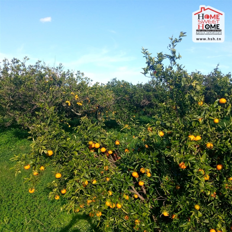 Menzel Bouzelfa&nbsp;Menzel Bouzelfa&nbsp;Terrain&nbsp;Terrain nu&nbsp;Terrain agricole s�r�nit� � menzel bouzelfa