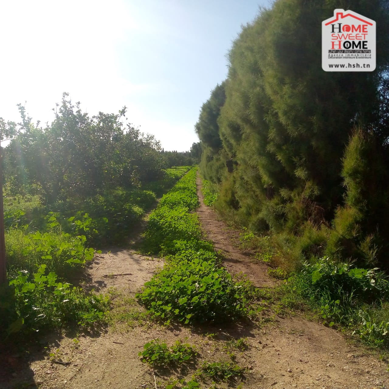 Menzel Bouzelfa&nbsp;Menzel Bouzelfa&nbsp;Terrain&nbsp;Terrain nu&nbsp;Terrain agricole s�r�nit� � menzel bouzelfa