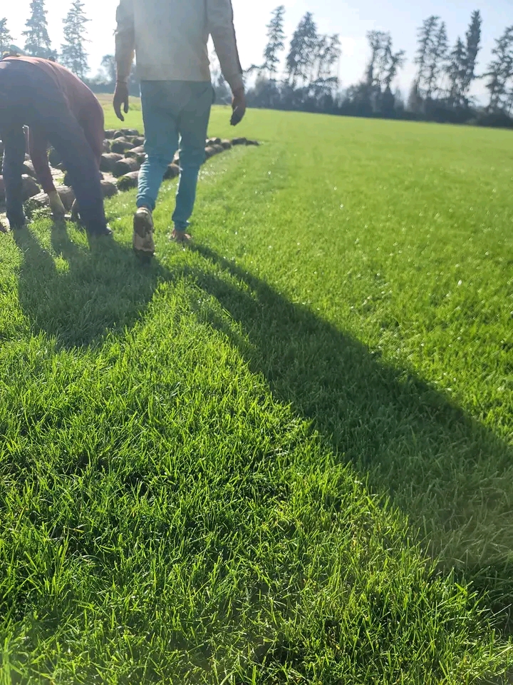 Borj El Amri&nbsp;Borj El Amri&nbsp;Jardinage&nbsp;Autre&nbsp;Gazon kikuyu france tunisie