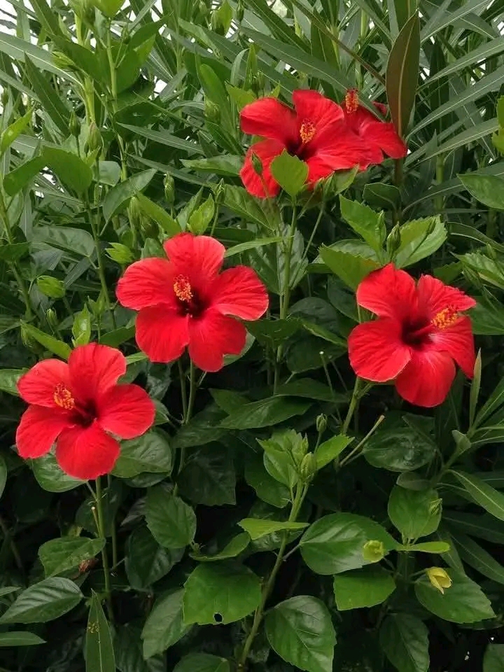 Borj El Amri&nbsp;Borj El Amri&nbsp;Jardinage&nbsp;Autre&nbsp;Gazon kikuyu france tunisie