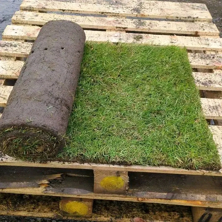 Borj El Amri&nbsp;Borj El Amri&nbsp;Jardinage&nbsp;Autre&nbsp;Gazon kikuyu france tunisie