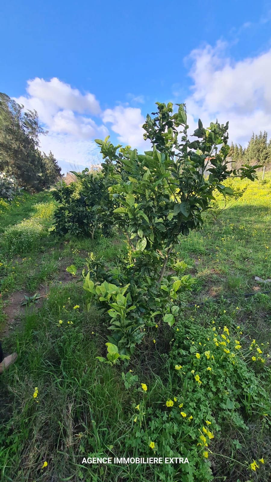 Beni Khiar&nbsp;Ghardaya&nbsp;Terrain&nbsp;Terrain nu&nbsp;Campagne � ghardaia